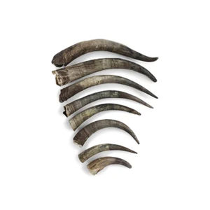 Cuerno de búfalo natural hecho a medida que sopla animales Cuerno real pulido para funciones religiosas y sopla cuerno de vaca - Product Image 1