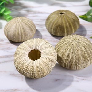 Mini maceta decorativa natural de concha de erizo de mar más vendida de pequeñas conchas de Sputnik oceánico - Product Image 1