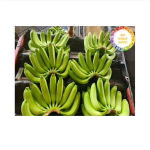 Fresh banana tropical fruit authentic from Vietnam perfect for smoothies salad dessert topping and large <b>scale</b> distribution - Product Image 5