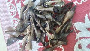 Viking <b>Drinking</b> <b>Horn</b> for Home Decoration Natural <b>Horn</b> Shape & Color <b>Drinking</b> <b>Horn</b> at Reasonable Price - Product Image 3