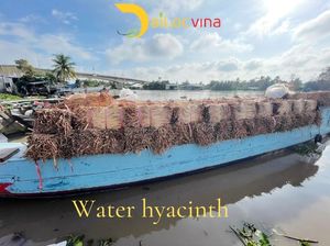 แผ่นรองผักตบชวาและตะกร้าทำในเวียดนาม - Product Image 6