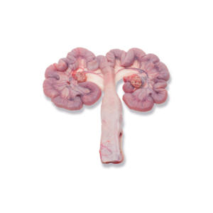 Útero de cerdo asequible disponible para la venta a precios de descuento en cantidades al por mayor - Product Image 1