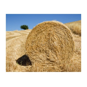 Fournisseur en gros de stock en vrac de foin d'avoine naturel pour chevaux et bovins/foin d'avoine séché expédition rapide - Product Image 4