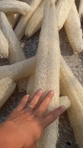 <b>Natural</b> Dried Luffa Scrub Pad <b>Sponge</b>/Compressed - Whole Dried Loofah Material <b>Natural</b> High Grade Dried Loofah <b>Sponges</b> - Product Image 5