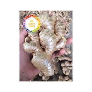 RACINE DE GINGEMBRE FRAIS DE HAUTE QUALITÉ BIOLOGIQUE DU VIETNAM APPROVISIONNEMENT EN VRAC D'EXPORTATION ARÔME NATUREL D'ÉPICES POUR LE THÉ ET LES ALIMENTS - Product Image 3