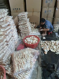 Cáscaras de Cangrejo Secas a Precio Económico para Alimentación Animal y Artesanías, Proteína 30%, Sal <2%, Cáscara Entera, 10kg/Bolsa PP, Suministro al por Mayor - Product Image 4