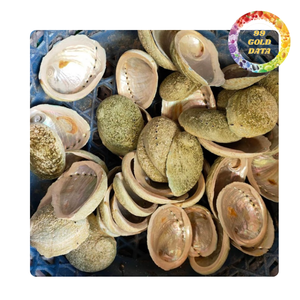 Conchas marinas de abulón de Vietnam | Para accesorios hechos a mano y decoración del hogar | Disponible a granel - Product Image 3