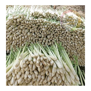Tiges de citronnelle congelées en vrac provenant directement du Vietnam pour les transformateurs alimentaires détaillants et les marchés d'exportation - Product Image 6