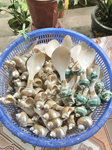 Cuillère à coquille polie pour une utilisation écologique dans la cuisine et une expérience culinaire sur le thème du littoral - Product Image 6