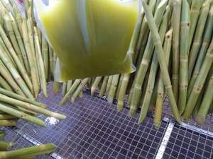 Caña de azúcar congelada con sabor fresco Caña de azúcar congelada de alta calidad de caña de azúcar de Vietnam - Product Image 5