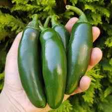 200 Pcs Seeds Rare Hot Quality Organic Pickled Hot Pepper Seeds Gift Seed