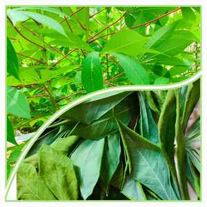 Foglie <span class=keywords><strong>di</strong></span> manioca congelata verde/cibo tradizionale pulito/ricco <span class=keywords><strong>di</strong></span> minerali/pronto per la cottura - Product Image 4