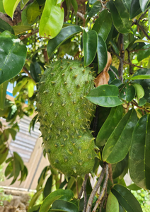 ใบฝรั่งแห้งคุณภาพสูงจากเวียดนามสำหรับอุตสาหกรรมเครื่องดื่ม พร้อมข้อเสนอราคาส่งที่ดีที่สุด - Product Image 2