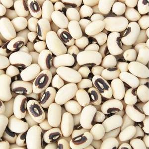 Haricots noirs séchés sains en gros – Saveur naturelle authentique, qualité supérieure, pour fabricants alimentaires - Product Image 2