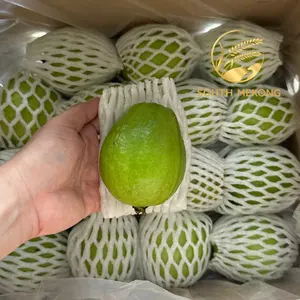 Южный Меконг экспортные свежие фрукты гуавы, продажа оптом-WHATSAPP: + 84 358211696 мс.