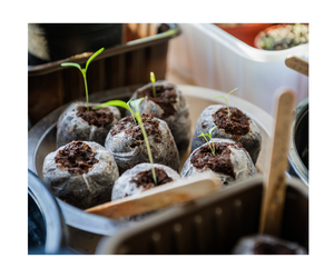 TABLET COCO PARA SIEMBRA DE FIBRA DE COCO 100% ECO FRIENDLY DE 99GD - Product Image 4