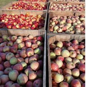 Premium Grade AA Red Delicious Apples - <b>Fresh</b> Harvest - Export Quality - Product Image 5