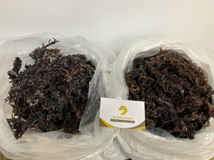 Musgo de mar orgánico crudo seco musgo irlandés para gel Seamoss | Precio barato de Seamoss secado al sol Wildcrafted-Caryln 0084935825297 - Product Image 2