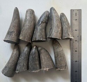 เคล็ดลับเขาควายและฮอร์นควายจำนวนมาก/วัวคุณภาพจากธรรมชาติ - Product Image 1