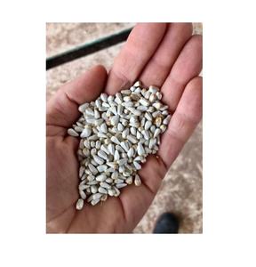 Graines de carthame de haute qualité d'origine américaine pour l'exportation en vrac, durée de conservation de 1 an, pour l'alimentation des animaux et des oiseaux, prix compétitifs - Product Image 5