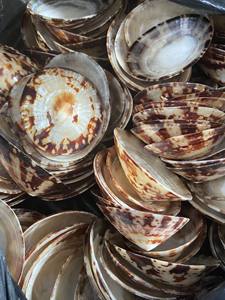 Concha de Limpet Decorativa con Cuerpo Resistente y Acabado Limpio para Manualidades, Exhibición y Mercados de Exportación - Product Image 4