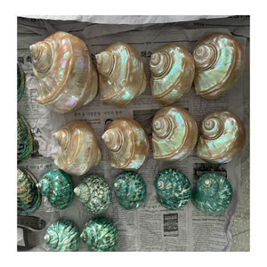 เปลือกหอยเปลือกหอยสีขาวและสีเขียวธรรมชาติจากผู้ส่งออกเวียดนามข้อมูลทองคำ99สำหรับการออกแบบและตกแต่ง - Product Image 5