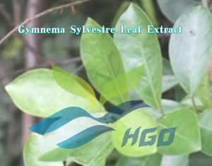 HGO Fournisseur direct d'usine d'extrait de feuilles de Gymnema Sylvestre pur et naturel, qualité alimentaire, acide gymnémique 50% extrait standardisé - Product Image 2