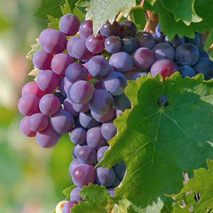 fresh red crimson seedless table grape