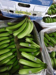 BANANA CAVENDISH DE ALTA CALIDAD CON EL MEJOR PRECIO DE VIET NAM PARA EXPORTACIÓN-BANANA CAVENDISH FRESCO VENTA CALIENTE - Product Image 4