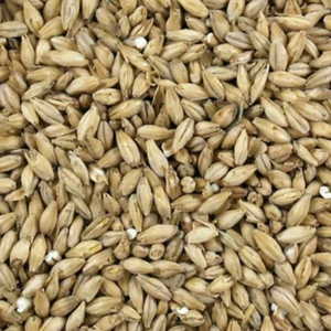 Grains d'orge pour l'alimentation animale, riz d'orge entier, aliment nutritif et satisfaisant pour la santé, origine Highland, à vendre - Product Image 1