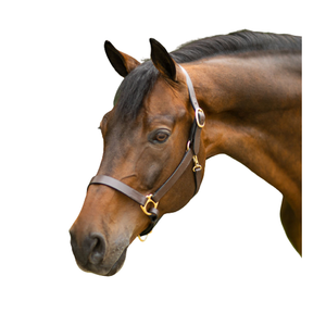 Vente en gros OEM Premium Quality Leather Equestrian English Halter pour l'entraînement d'équitation Commande en gros à bas prix - Product Image 1