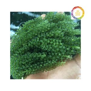 Seagrape séché spécial pour l'approvisionnement de revente au détail - Product Image 5