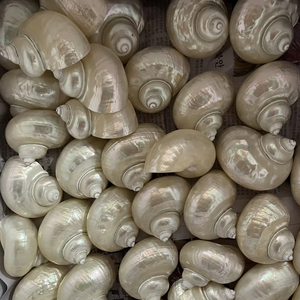 Vietnam Natural Turbo Seashell Handmade Eco Friendly Decorative Bulk Packaging - Product Image 1