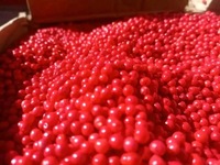 VANILLE HARVEST Madagascar Roze Peperkorrels (Baies Roses) Premium Kwaliteit Wilde Oogst Vacuüm Verpakt 99% Zuiverheid Gedroogde Bessen 24