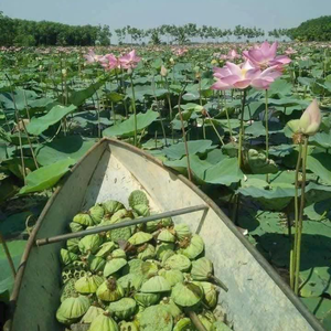 Productos Alimenticios Envasados en Hoja de Loto Fresca de Alta Calidad de un Fabricante Vietnamita Líder - Product Image 2