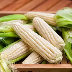 Agricultural Product Bulk Grain White Dry Corn Kernal Dried Maize Dry White Corn with Competitive Price - Product Image 3