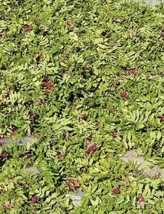 SUMAC BASE pour le tannage du cuir pour la fabrication de chaussures - Product Image 3