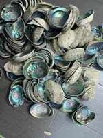 Tailles multiples pour polir la coquille d'ormeau pour la sauge, Offres Spéciales belle coquille d'ormeau brut polonais/naturel intact