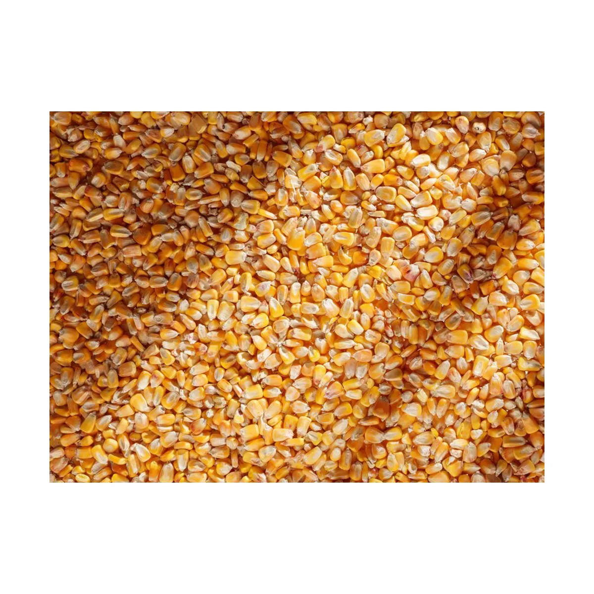 Non-GMO food-grade eco product ISO 22000 certified high nutrition Maize dry yellow corn for food and animal feed