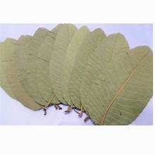 HOJAS DE GUAYUVA SECAS PARA APOYO INMUNE TÉ NATURAL ETIQUETA LIMPIA HIERBAS SANITARIAS A BASE DE PLANTAS - Product Image 5