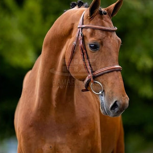 Brida de caballo de cuero clásica de alta calidad con acolchado suave OEM/ODM aceptado para deportes ecuestres - Product Image 5