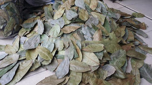 Vente chaude Feuilles de corossol séchées/Feuille de corossol-Récolté à l'état sauvage, séché au soleil, qualité de thé de qualité supérieure, exportation en vrac à bas prix - Product Image 6