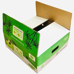 Boîte en carton ondulé à revêtement UV à 2 faces, étanche, sans danger pour les aliments, noix de coco du Vietnam, matériaux agricoles recyclés - Product Image 3