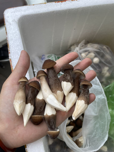 Champignon termitier gastronomique / un délice rare pour vos repas / FABRIQUÉ au VIETNAM - Product Image 6