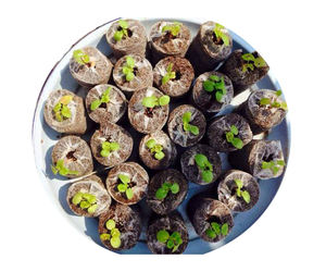 Pellets de turba de coco más vendidos de Vietnam: ecológicos y decorativos para jardinería - Product Image 3