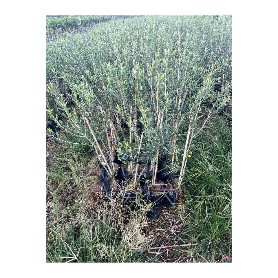 Arbequina Dwarf Spanish Olive Sapling for Oil Production 2 Years Old