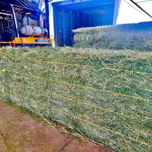 Pienso de Alfalfa en Pellets para Peces, Ganado, Caballos, Cerdos y Perros, Origen Francia, 12 Meses de Vida Útil, Empacado en Bolsas, a la Venta - Product Image 6