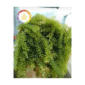 Exportador de uvas marinas de Vietnam que suministra algas de caviar verde fresco de primera calidad para ensaladas de estilo de vida saludable y industria de restaurantes finos - Product Image 2