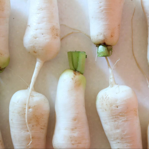 CUBES DE DAIKON DE HAUTE QUALITÉ/FAIBLES, HAUTE FIBRES/DOUX, SAVEUR DE TERRE/VIETNAM - Product Image 1