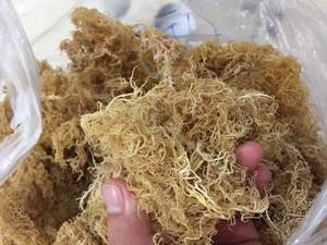 OEM Golden wildcraft musgo marino/Musgo de mar crudo al por mayor/Eucheuma cottonii algas Buen Precio de alta calidad 2024 - Product Image 3